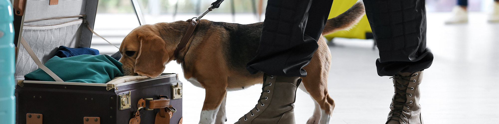 Sokks pour chien de détection et brigade canine (K9)