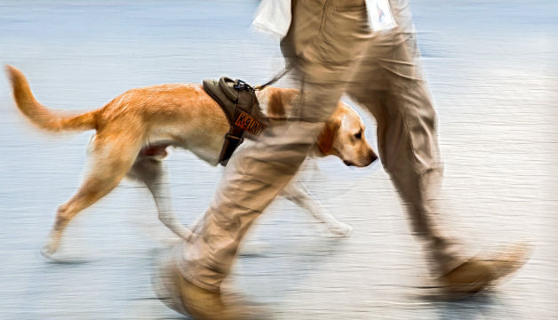 Training: cent and detection for Working dog, police, army (explosive, drugs, ivoiry...)