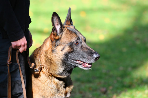 SOKKS pour chien de détection, k9, et brigade canine