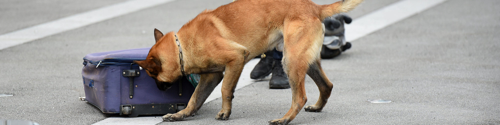 Training SOKKS MPTS - Products Special Odour SOKKS®-MPTS - for Detection Dog Training to support K9, canine police, military and working dogs.