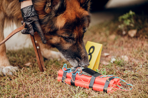 SOKKS pour chien de détection, k9, et brigade canine