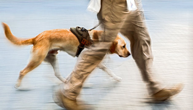 Entrainement des chiens de détection K9 Police