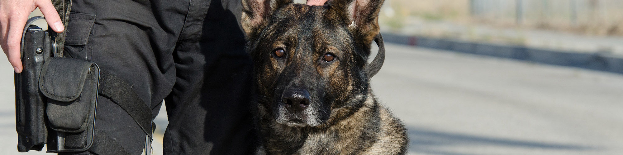 SOKKS : Entrainement des chiens de détection k9