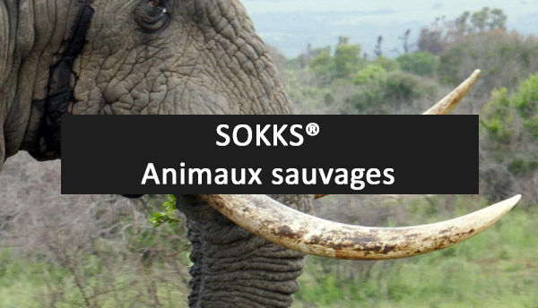 SOKKS, MPTS : pour chien de détection Explosifs, drogues,...