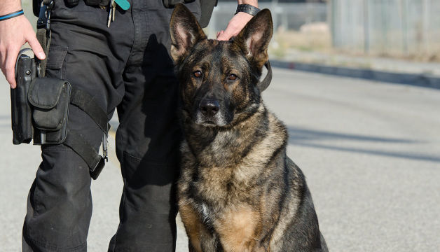 Entrainement des chiens de détection K9 Police